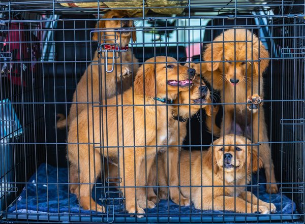 Welche Katzenspielzeuge sind am besten geeignet?