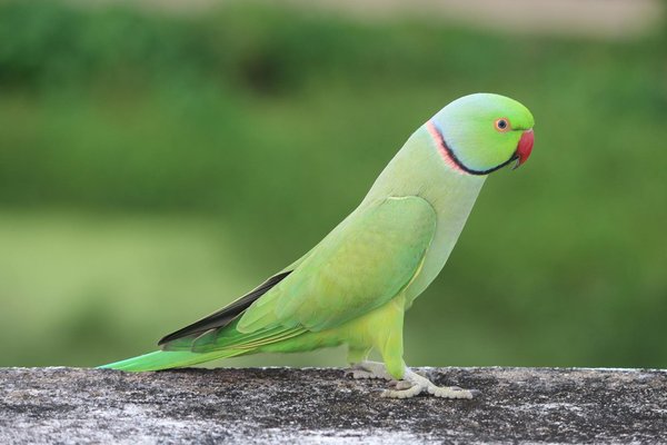 Welche Tiere haben einen positiven Einfluss auf ihre Umgebung?