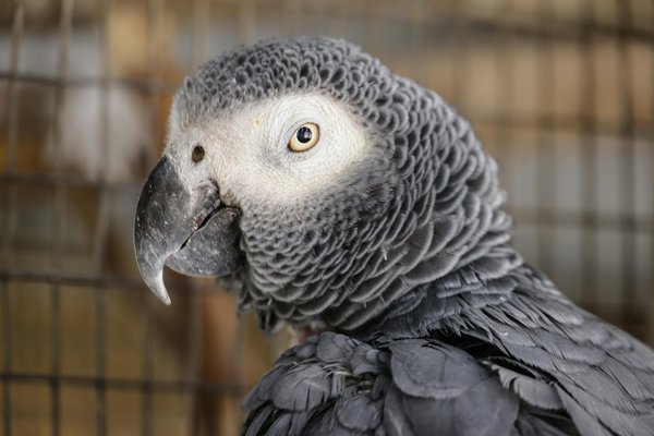 Welche Rassen sind am besten für Familien geeignet?